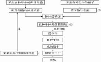 試管牛工廠化生產 技術流程與繁殖方式解析